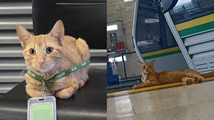 Illustration : Ce chat passant ses journées à la station de métro prend sa mission de supervision du personnel très au sérieux