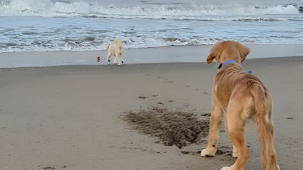 Illustration : En voyant un chiot en mauvaise posture, un chien bienveillant accourt pour l'aider (vidéo)