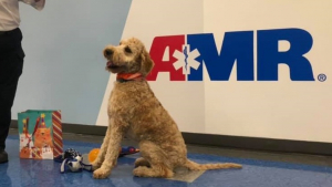 Illustration : "La noble mission de Freddie, chien de thérapie aidant secouristes et ambulanciers à combattre le stress lié à leur travail"