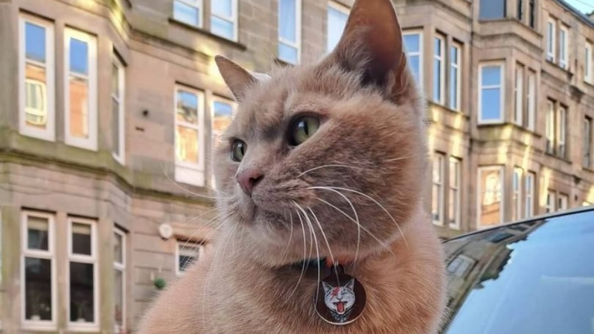 Illustration : "Considéré comme une attraction touristique de sa ville, ce chat roux est maintenant signalé sur Google Maps"