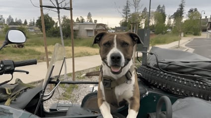 Illustration : Passionnée de moto comme son maître, cette chienne l’accompagne en side-car dans toutes ses aventures