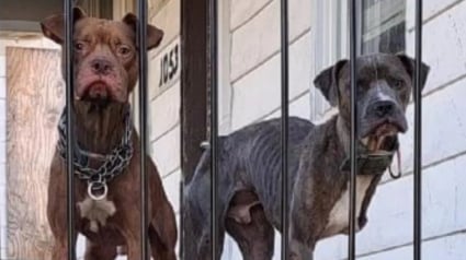 Illustration : Ces chiens portent la détresse sur leur visage après avoir été trahi par leur famille et attendent l'aide des passants