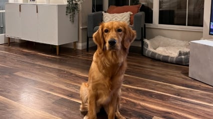 Illustration : Une Golden Retriever empêche ses maîtres de partir en vacances avec une solution radicale (vidéo)