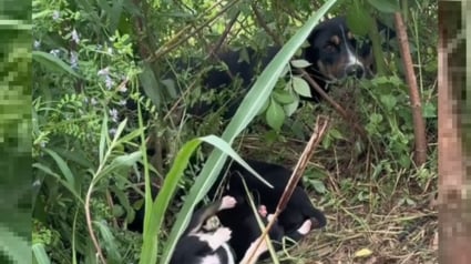 Illustration : Une chienne passe de la peur et l'épuisement à l'espoir après sa découverte fortuite au bord d'une route avec ses chiots (vidéo)