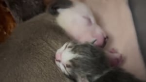 Illustration : "Rejetés par leurs mères respectives, un chaton et un chiot nouveau-nés trouvent du réconfort dans leur merveilleuse amitié (vidéo)"