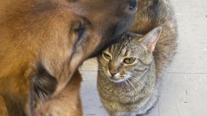 Illustration : Cette chatte a une mission d'une extrême importance auprès des chiens du refuge où elle vit et prend son travail très à coeur