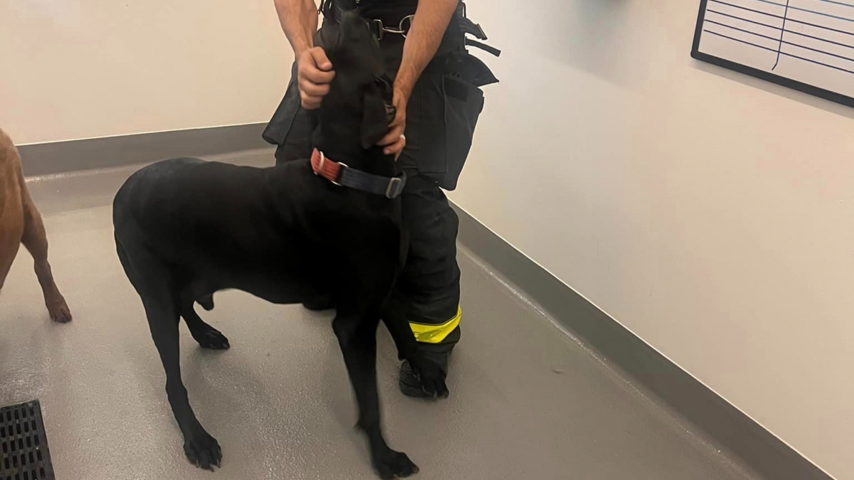 Illustration : "Un chien fait intervenir les pompiers chez le toiletteur en déclenchant accidentellement l’alarme incendie"