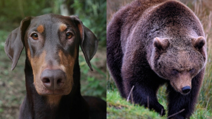 Illustration : "Héros sans cape", un chien agit courageusement face à l'ours en colère qui s'en prenait à son maître