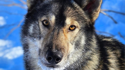 Illustration : Un chien de traîneau disparaît dans la nature pendant 5 jours et ne reconnaît plus sa maîtresse qui a toutefois une brillante idée pour l'attirer