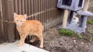 Illustration : "Des bénévoles bouleversées par la découverte d'un chaton abandonné avec son arbre à chat et toutes ses affaires passent immédiatement à l'action (vidéo)"