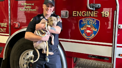 Illustration : Une chienne blessée amenée à la caserne des pompiers s'attache à l'un d'eux qui prend une décision poignante