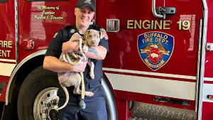 Illustration : "Une chienne blessée amenée à la caserne des pompiers s'attache à l'un d'eux qui prend une décision poignante"