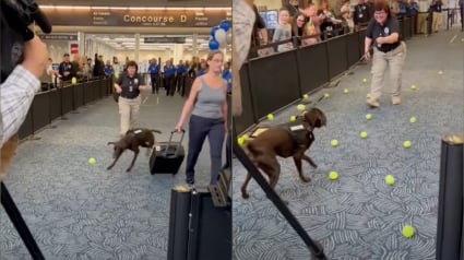 Illustration : Ce chien renifleur d'explosifs a droit à une "douche" bien particulière lors de son départ à la retraite à l'aéroport où il travaille (vidéo)