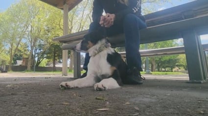 Illustration : La promenade d'une chienne aux abords d'un lac prend une tournure imprévue, entraînant sa maîtresse dans trois jours qui deviendront les plus longs de sa vie