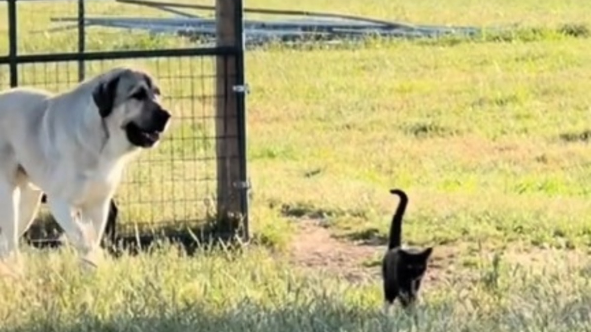 Illustration : "Cette chatte veille sur les animaux de la ferme avec une assurance et une détermination dignes d'un chien de berger (vidéo)"
