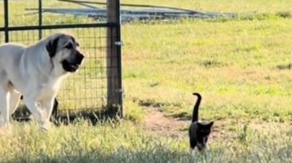 Illustration : Cette chatte veille sur les animaux de la ferme avec une assurance et une détermination dignes d'un chien de berger (vidéo)