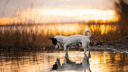 Illustration : 18 photos de chats et de chiens, sublimés par l’œil d’un photographe