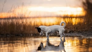 Illustration : "18 photos de chats et de chiens, sublimés par l’œil d’un photographe"