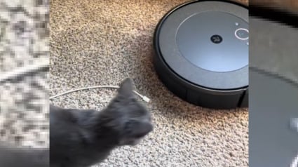 Illustration : Les propriétaires d'un chat se demandaient pourquoi leur robot aspirateur ne faisait pas son travail avant de découvrir leur "amitié" (vidéo)