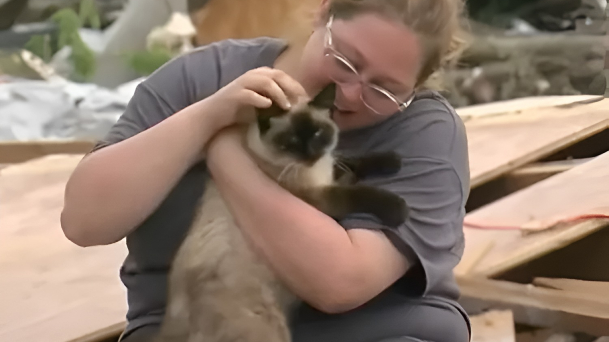 Illustration : "Après avoir disparu pendant une tornade, ce chat retrouve miraculeusement sa maîtresse lors d’une émission télévisée en direct (vidéo)"