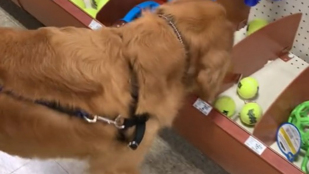 Illustration : "La joie réconfortante d’un ancien chien errant se rendant pour la première fois de sa vie dans un magasin de jouets (vidéo)"