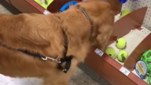 Illustration : "La joie réconfortante d’un ancien chien errant se rendant pour la première fois de sa vie dans un magasin de jouets (vidéo)"