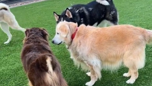 Illustration : "La vidéo touchante d’une Golden Retriever âgée essayant de se faire des amis plus jeunes au parc canin (vidéo)"