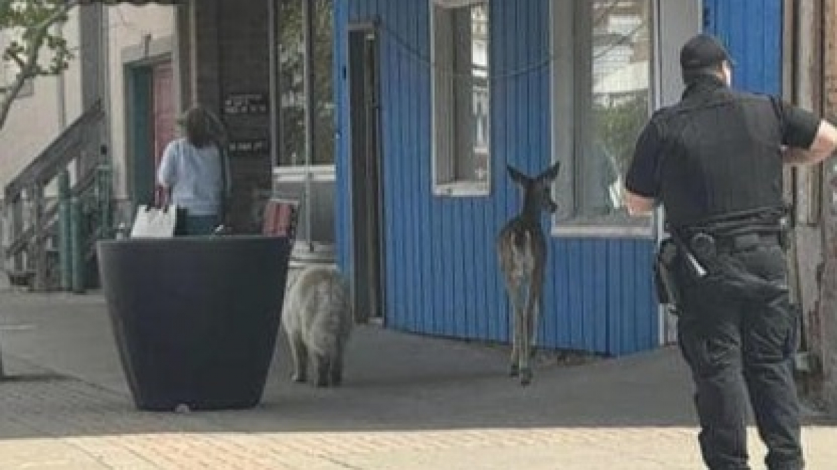 Illustration : "Un cerf et un chien errant ont été interpellés par la police après s’être baladés en ville"