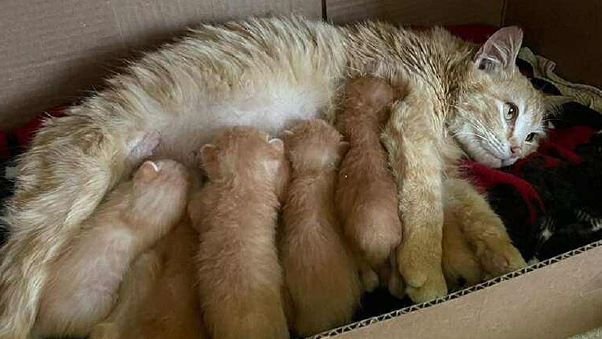 Illustration : "Des habitants découvrent une grande famille rare et exceptionnelle de chats à la recherche d’un toit"