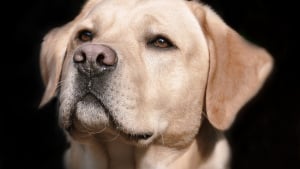 Illustration : 10 races de chiens prisées par la Royauté