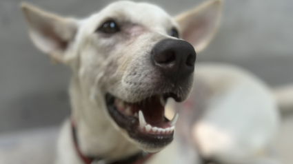 Illustration : Cette chienne pleine de gratitude ne cesse de retourner au sanctuaire qui a soigné sa blessure pour saluer ses bienfaiteurs (vidéo)