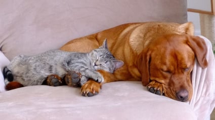 Illustration : Après avoir appris à fermer la porte de sa cage, un Labrador facétieux en profite pour jouer un mauvais tour au chat de la maison (vidéo)