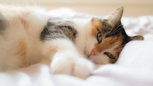 Illustration : 5 raisons expliquant pourquoi un chat ne dort plus avec son maître