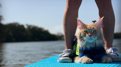 Illustration : Ce Maine Coon a une passion hors du commun pour l'eau, à tel point qu’il pratique régulièrement un sport nautique avec sa maîtresse (vidéo)