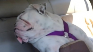 Illustration : L’insolence hilarante d’un chien qui vient de se faire virer de sa pension canine (vidéo)