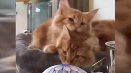 Illustration : L'affection d'un chaton Maine Coon pour son frère alors qu'ils deviennent déjà trop grands pour leur arbre à chat émeut de nombreux internautes (vidéo) 