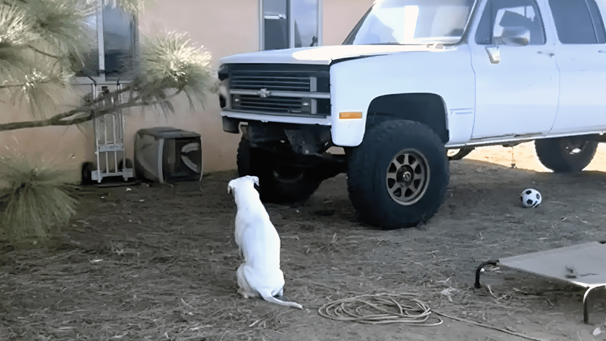 Illustration : "Un chien sourd qui regardait avec insistance un véhicule en panne permet de faire une adorable découverte (vidéo)"