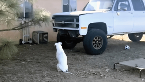 Illustration : Un chien sourd qui regardait avec insistance un véhicule en panne permet de faire une adorable découverte (vidéo)