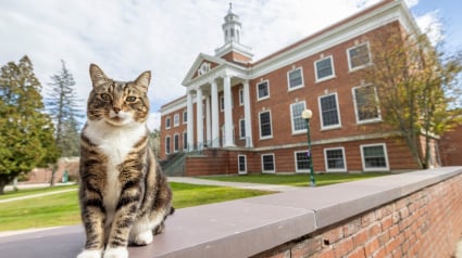 Illustration : Reconnu pour sa gentillesse, un chat reçoit un doctorat honorifique à l’université (vidéo)