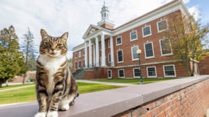 Illustration : Reconnu pour sa gentillesse, un chat reçoit un doctorat honorifique à l’université (vidéo)