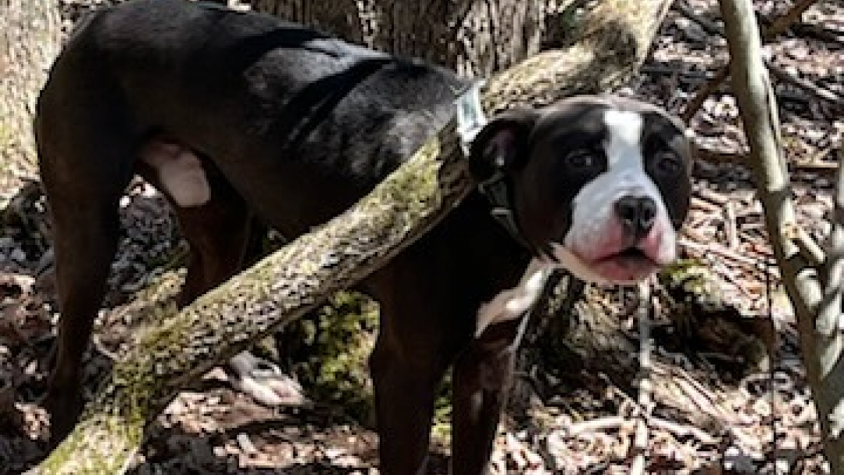 Illustration : "Le sourire radieux et réconfortant d’un chien abandonné après avoir été détaché d’un arbre"