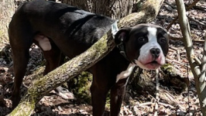 Illustration : Le sourire radieux et réconfortant d’un chien abandonné après avoir été détaché d’un arbre