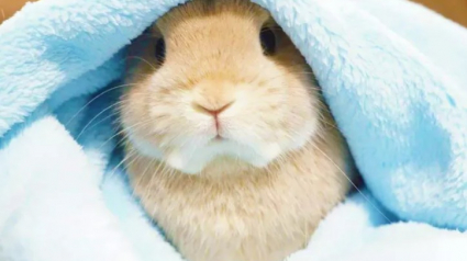 Illustration : 14 photos de lapins qui feront forcément fondre votre cœur