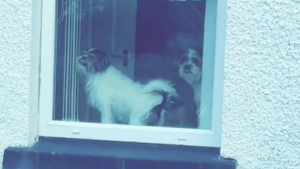 Illustration : Par excitation ou par vengeance, un chien réagit de façon provocante en voyant sa maîtresse rentrer (vidéo) 