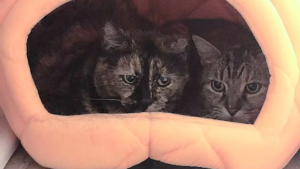 Illustration : "2 chattes semi-sauvages inséparables passent des mois à apprendre à baisser la garde auprès de leur bienfaitrice en vue d'un nouveau départ"