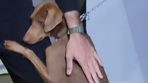 Illustration : "Un chien orphelin à la suite d’inondations s’accroche à la jambe d’un journaliste et ne le laisse pas indifférent (vidéo)"