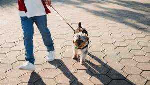 Illustration : Découvrez comment déduire en 5 secondes si le sol est trop chaud pour promener votre chien