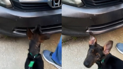 Illustration : Un chiot n'arrête pas d'aboyer en regardant fixement la voiture de ses propriétaires, en soulevant le capot ils découvrent la source de son inquiétude (vidéo)