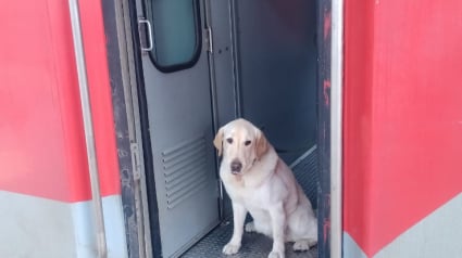 Illustration : Les tendres photos de Meru, un ancien chien militaire voyageant en première classe vers sa maison de retraite