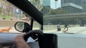 Illustration : Motards et automobilistes joignent spontanément leurs forces en voyant un chien courant désespérément sur une autoroute fréquentée (vidéo)